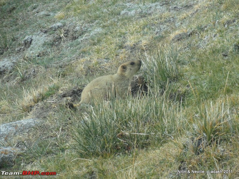 An Unlikely Pair (Safari & Gypsy) do a 6600km circuit Mumbai  Srinagar- Leh - Mumbai-dsc01253.jpg