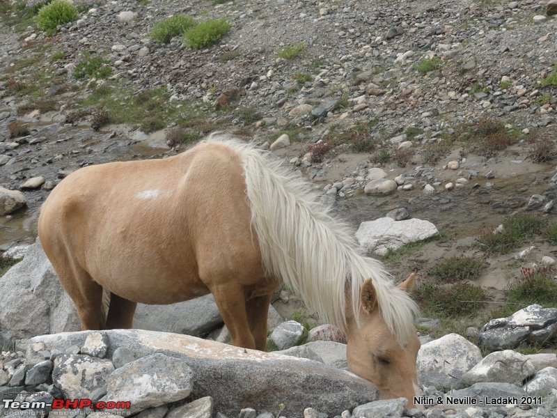 An Unlikely Pair (Safari & Gypsy) do a 6600km circuit Mumbai  Srinagar- Leh - Mumbai-dsc01287.jpg