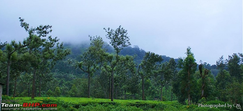 An Incredible Roadtrip to Trivandrum, Velankanni and Mesmerizing Munnar!-5-pooppara_tea_estates-.jpg