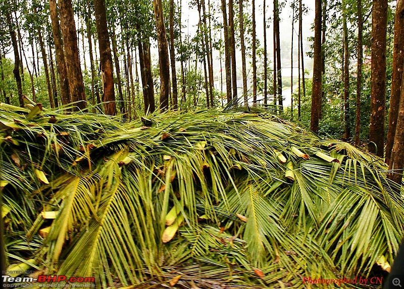 An Incredible Roadtrip to Trivandrum, Velankanni and Mesmerizing Munnar!-8-coconut_leaves.jpg