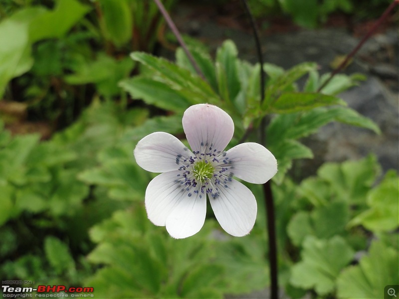 Soaking in the freshness in the midst of a blossoming Valley of flowers and Badrinath-dsc00952.jpg