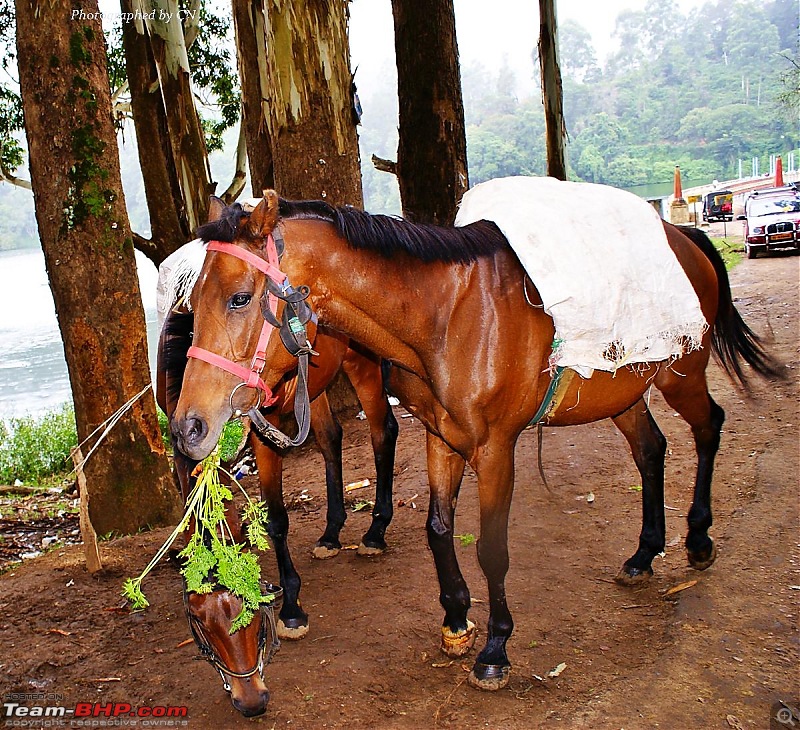 An Incredible Roadtrip to Trivandrum, Velankanni and Mesmerizing Munnar!-21-chomping_away.jpg