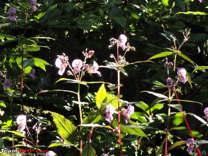 Soaking in the freshness in the midst of a blossoming Valley of flowers and Badrinath-dsc00960.jpg