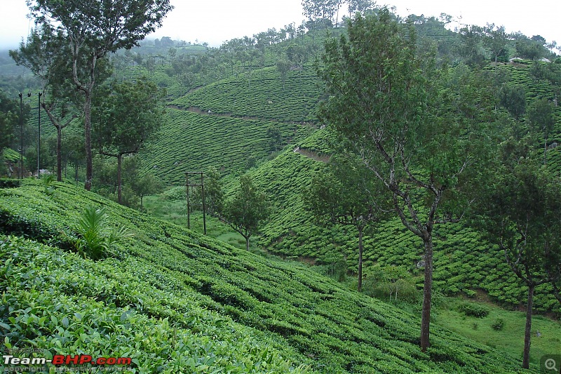 Munnar-dsc00051.jpg