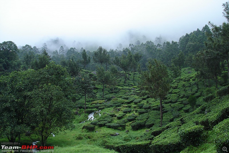 Munnar-dsc00026.jpg