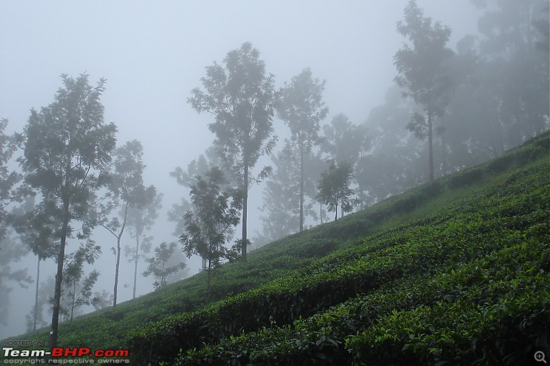 Munnar-dsc00046.jpg