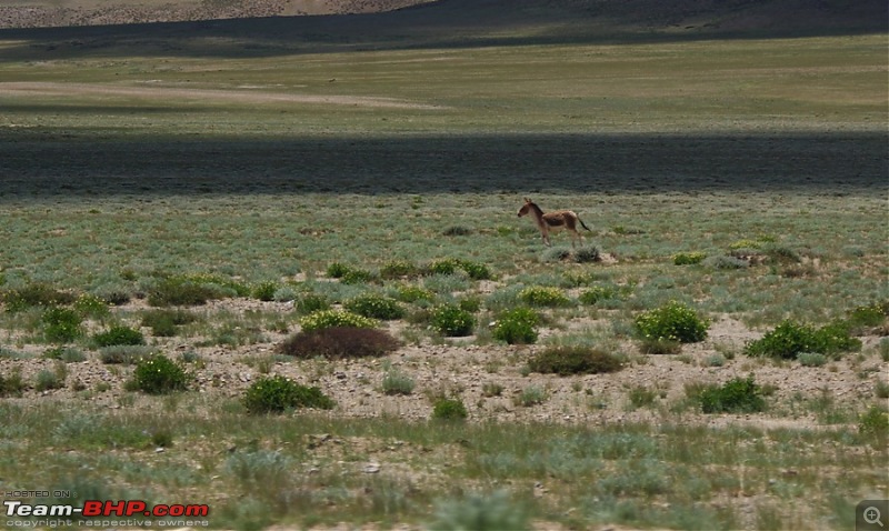 When I Went Walking To Tibet - Kailash Mansarovar Yatra-2011-dsc07322.jpg