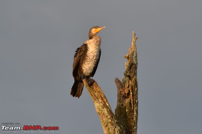 Kabini - a Photolouge-csc_0964.jpg