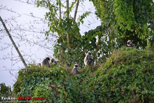 Kabini - a Photolouge-dsc_0872.jpg