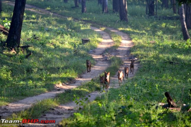 Kabini - a Photolouge-dsc_1015.jpg