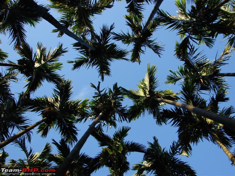 Magical Malnad - A weekend trip-upwards-view2.jpg