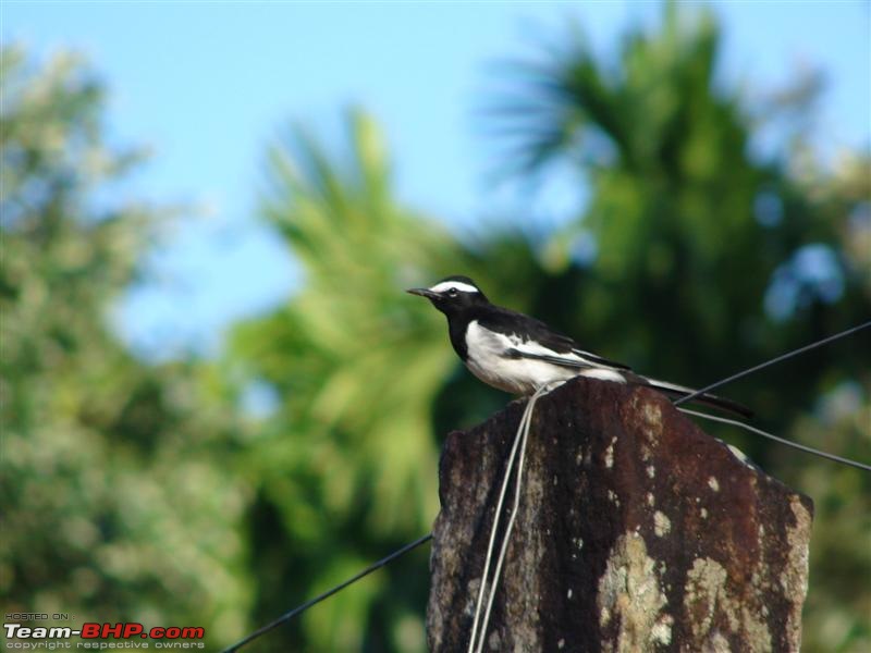 Magical Malnad - A weekend trip-bird-wire.jpg