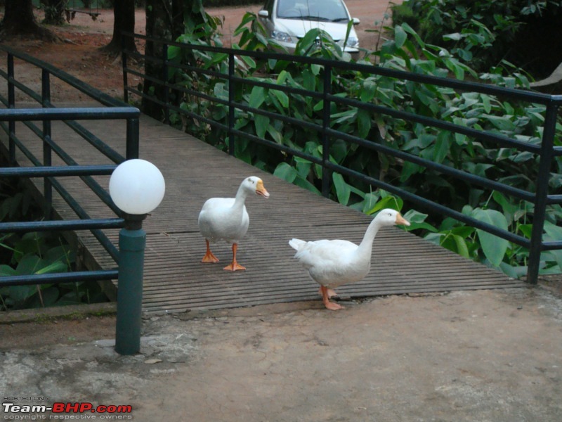 On road in Civic - destination Wayanad-dsc00149.jpg