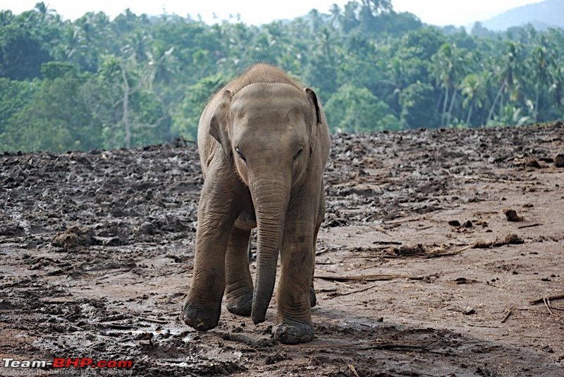 Sri Lanka - Exotically Slow - Water, Elephants and a flying tiger-hi1.jpg