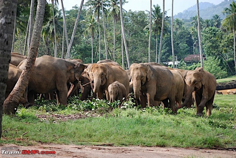 Sri Lanka - Exotically Slow - Water, Elephants and a flying tiger-huddle.jpg