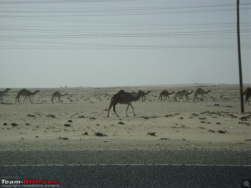 An Eid Day Trip to Wafra, Kuwait-dsc02074.jpg