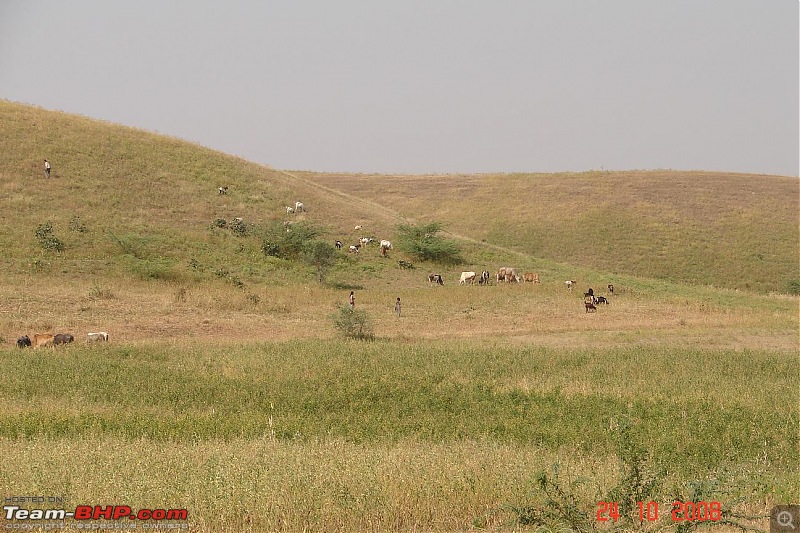 MP: Temples,Hills, Marble Rocks, Water falls, Tigers, Erotic Statues and.....-cattle-grazing.jpg