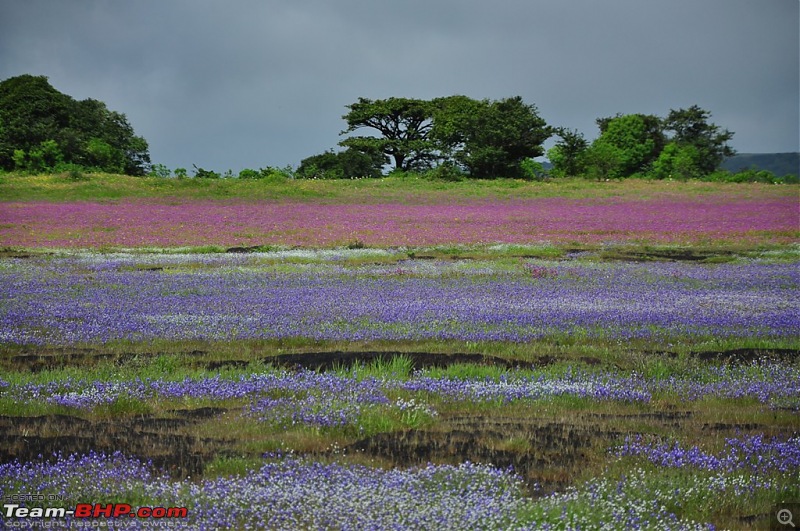 Kaas - God's own masterpiece!-dsc_1377.jpg