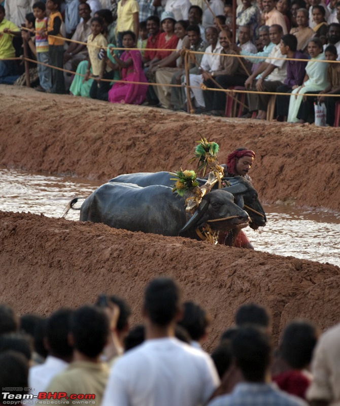 Kambala: The ancient sport of buffalo racing-pb302151.jpg