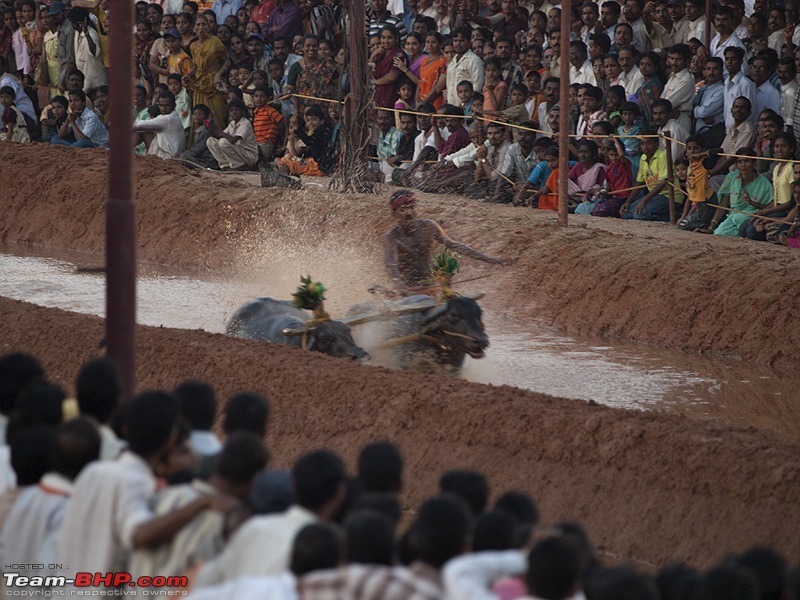 Kambala: The ancient sport of buffalo racing-pb302155.jpg