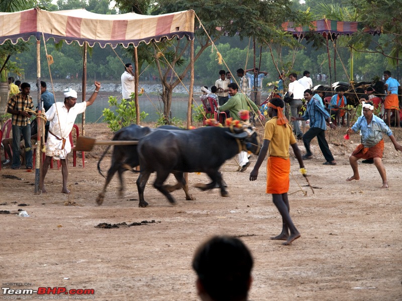 Kambala: The ancient sport of buffalo racing-pb302166.jpg