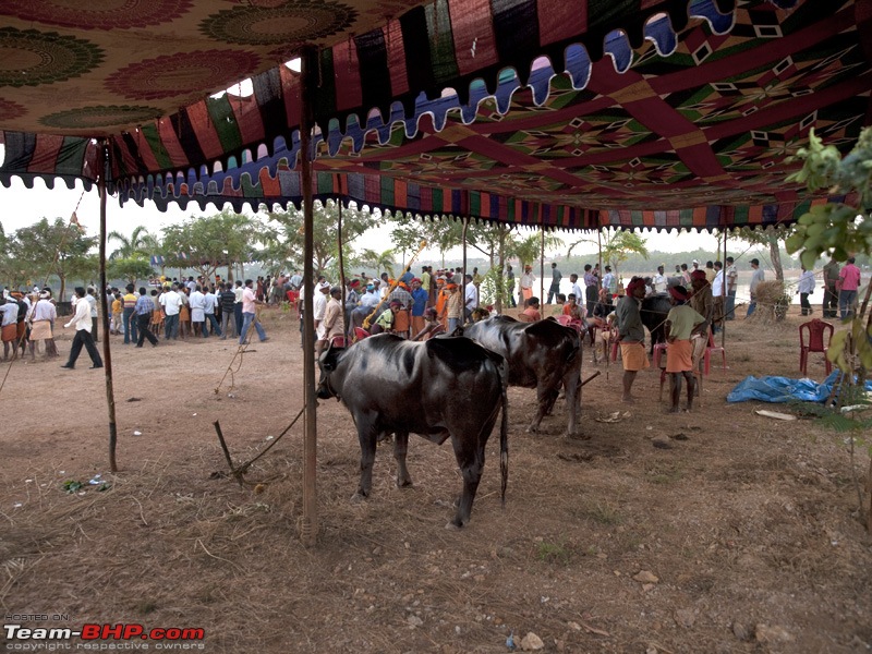 Kambala: The ancient sport of buffalo racing-pb302171.jpg