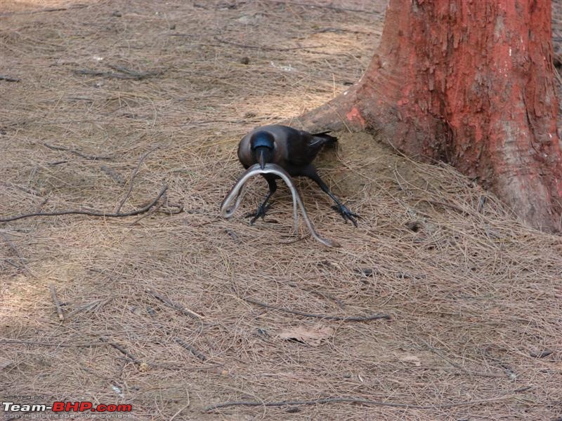 Blr-Pune-Mahabaleshwar-Ganapatipule-Blr (6days, 5 nights, loads of pictures and fun)-64-crow-snake.jpg