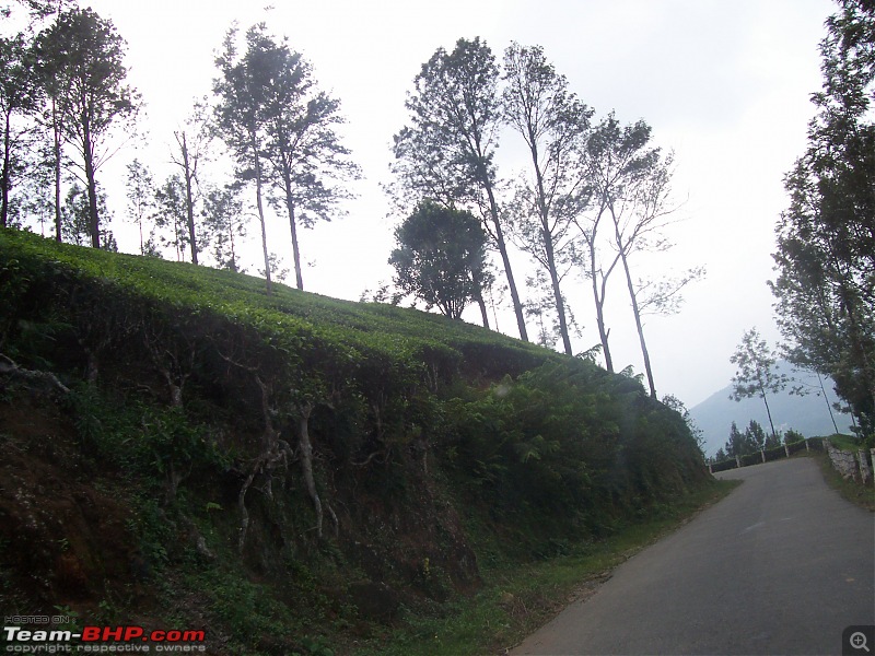 Drive through the hills of Kerala-Idukki & Munnar-100_2911.jpg