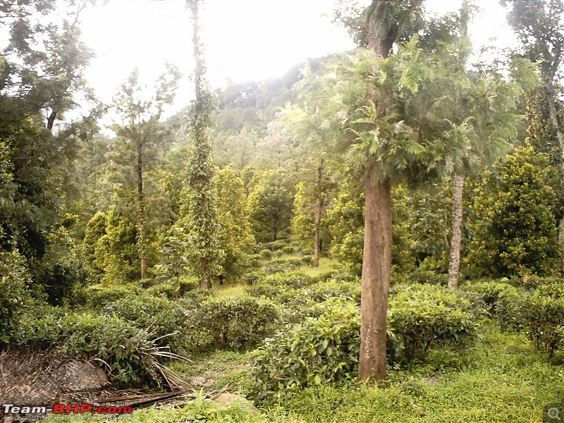 Magnificent Meenmutti & Misty Ponmudi-44.jpg