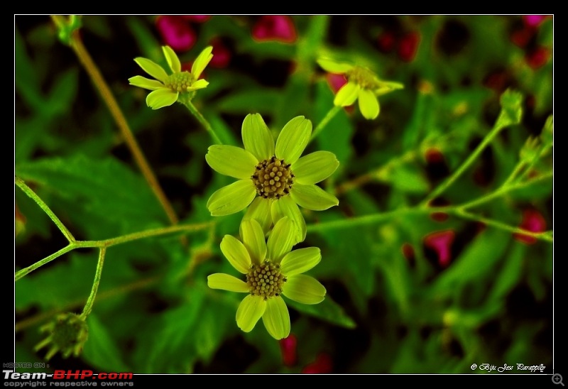 2011 Post Monsoon Trips : Kaas and Bamnoli, a photographer's paradise.-p1050077.jpg