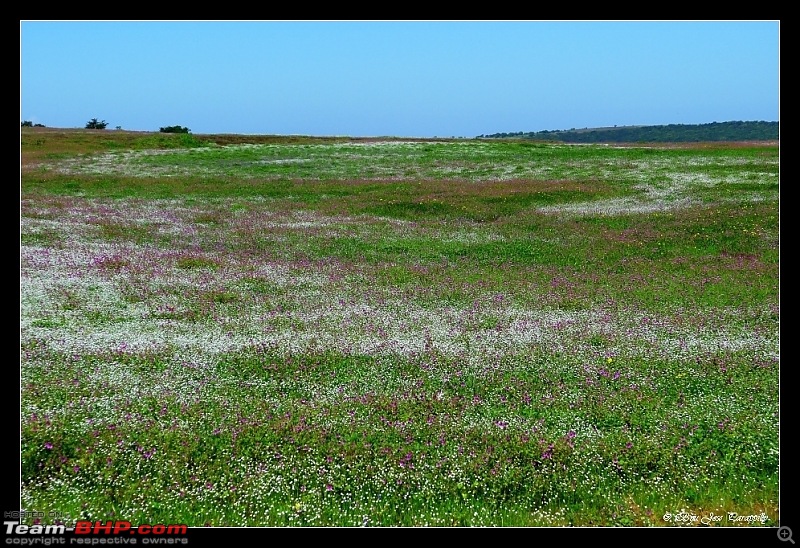 2011 Post Monsoon Trips : Kaas and Bamnoli, a photographer's paradise.-p1050096.jpg