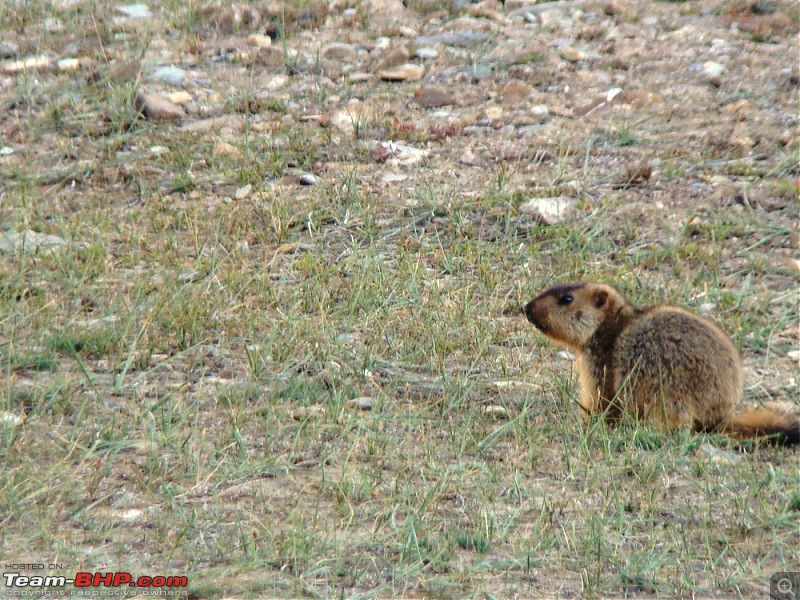 Ladakh: A sojourn to the roof of the worldover 21 days and 6500kms!!-d15-2-marmot.jpg