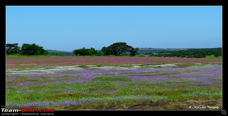 2011 Post Monsoon Trips : Kaas and Bamnoli, a photographer's paradise.-p1050128.jpg