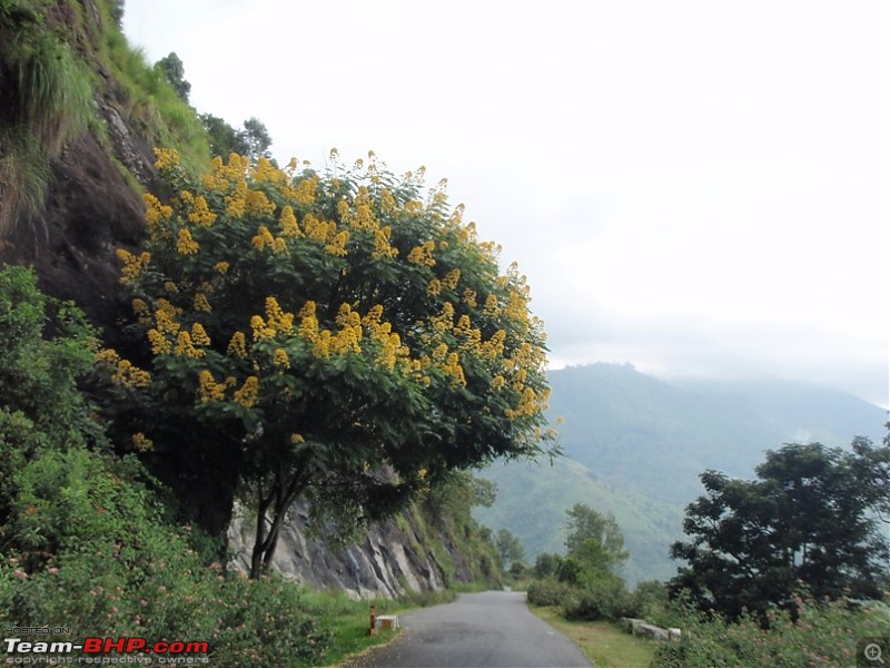 Trip to Kodai, Thekkady, Munnar and Alleppy-p9170019.jpg