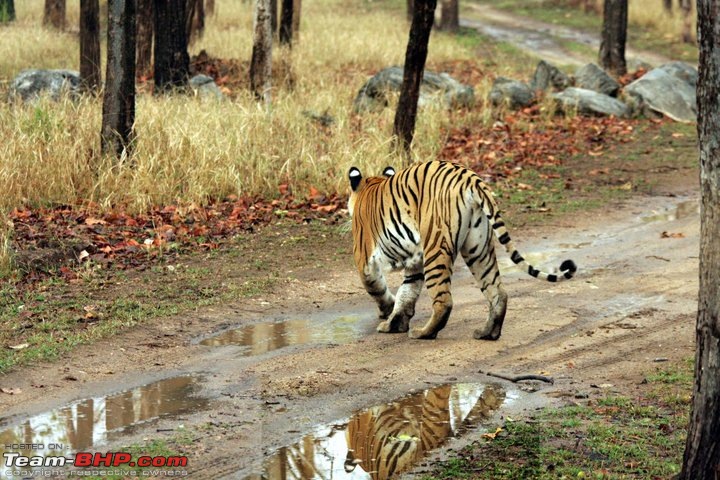 Season 2011-2012 : Independent Tiger monitoring at Pench & Tadoba Tiger reserves-227939_10150570910170582_569205581_18186461_2886758_n.jpg