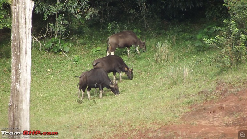 Trip to Kodai, Thekkady, Munnar and Alleppy-dscf0663.jpg