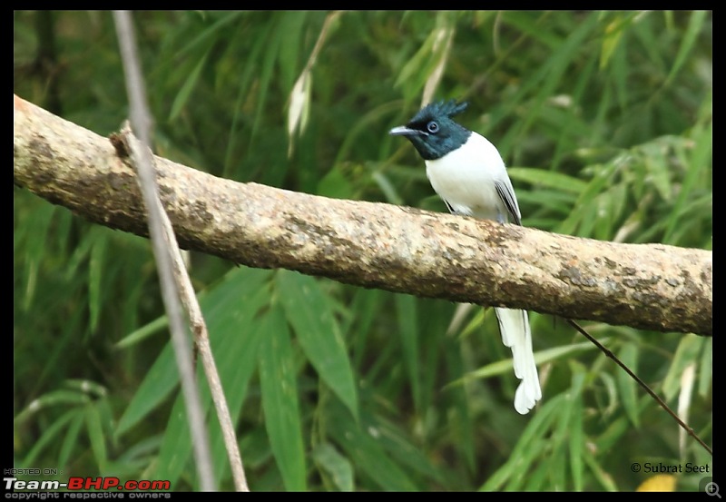 Beginning of a Brand New Season at Tadoba Andhari Tiger Reserve with Grand Sightings-paradise-fly-cat-tad-oct-201159-copy.jpg