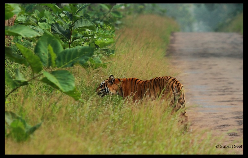 Beginning of a Brand New Season at Tadoba Andhari Tiger Reserve with Grand Sightings-telia-female-oct-2011382-copy.jpg