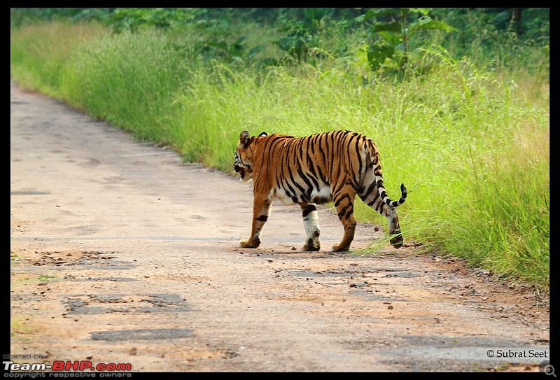 Beginning of a Brand New Season at Tadoba Andhari Tiger Reserve with Grand Sightings-telia-female-tadoba-oct-2011344-copy.jpg