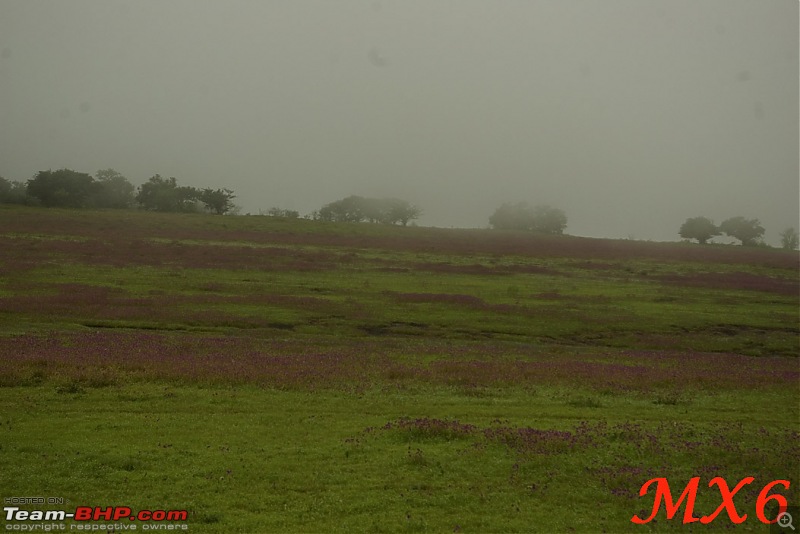 2011 Post Monsoon Trips : Kaas and Bamnoli, a photographer's paradise.-kaas-was3.jpg