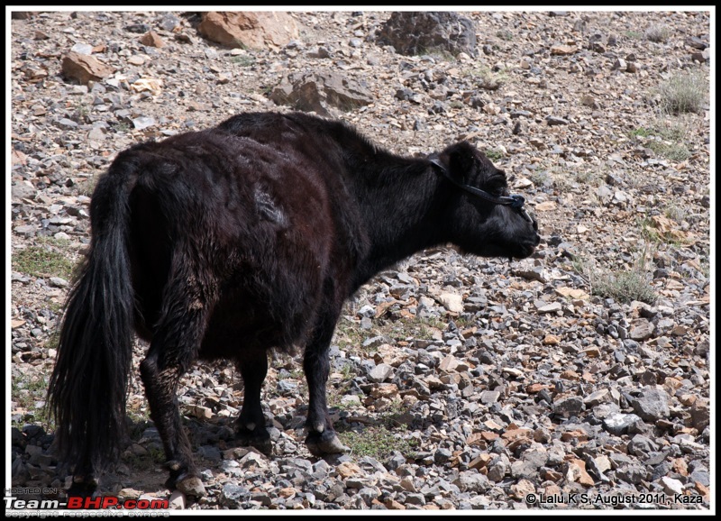 HumbLeh'd II (Indo Polish Himalayan Expedition to Ladakh & Himachal Pradesh)-dsc_2433.jpg