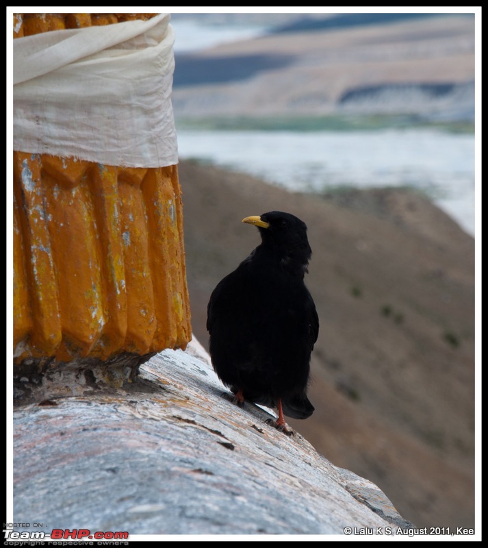 HumbLeh'd II (Indo Polish Himalayan Expedition to Ladakh & Himachal Pradesh)-dsc_2598.jpg