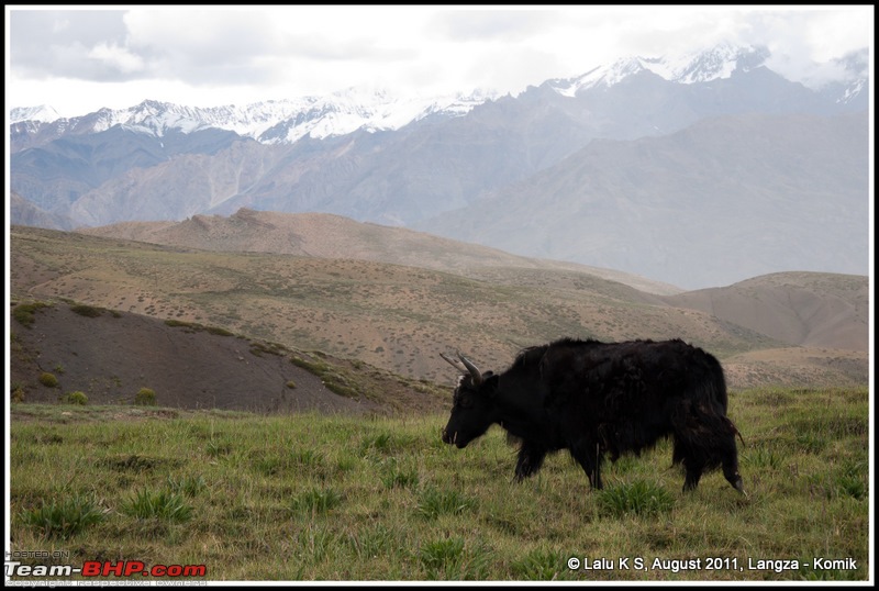 HumbLeh'd II (Indo Polish Himalayan Expedition to Ladakh & Himachal Pradesh)-dsc_3353.jpg