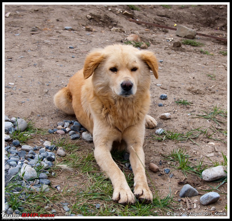 HumbLeh'd II (Indo Polish Himalayan Expedition to Ladakh & Himachal Pradesh)-dsc_3474.jpg