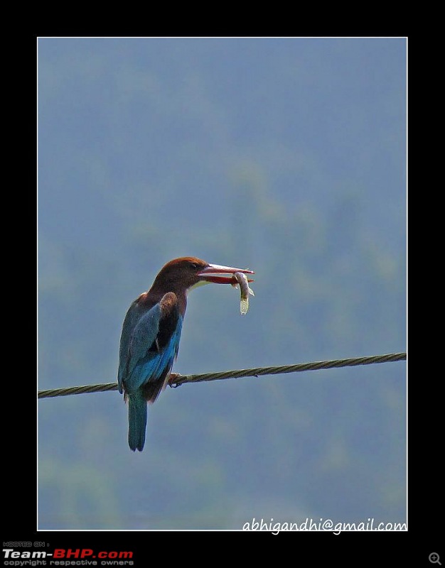 Himalayan Eco-system at Chakrata in Uttarakhand-kingfisher.jpg