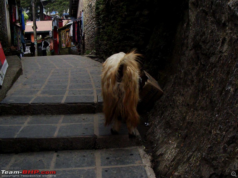 Hawk-On-Fours (H-4) Roadtrip: McLEODGANJ-bhagsu-18.jpg