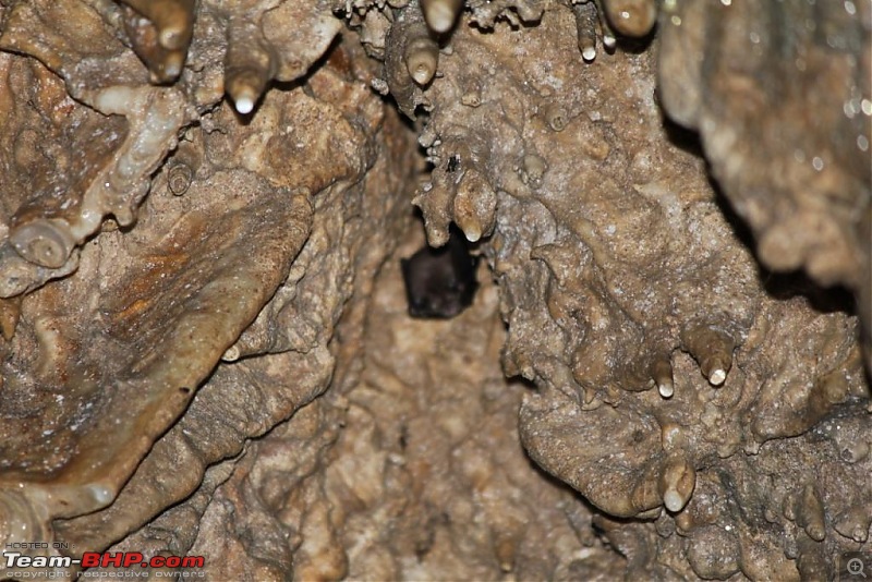 Himalayan Eco-system at Chakrata in Uttarakhand-stalactite-formation.jpg