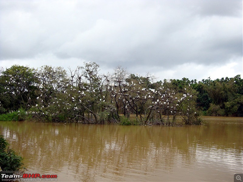 Malnad In Monsoons-dsc02889.jpg