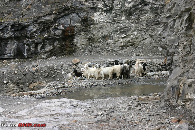 HumbLeh'd II (Indo Polish Himalayan Expedition to Ladakh & Himachal Pradesh)-img_8931.jpg