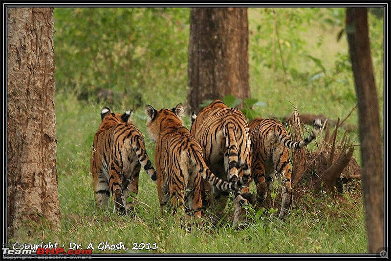 Season 2011-2012 : Independent Tiger monitoring at Pench & Tadoba Tiger reserves-img_8033.jpg